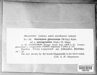 Image of Acarospora glaucocarpa